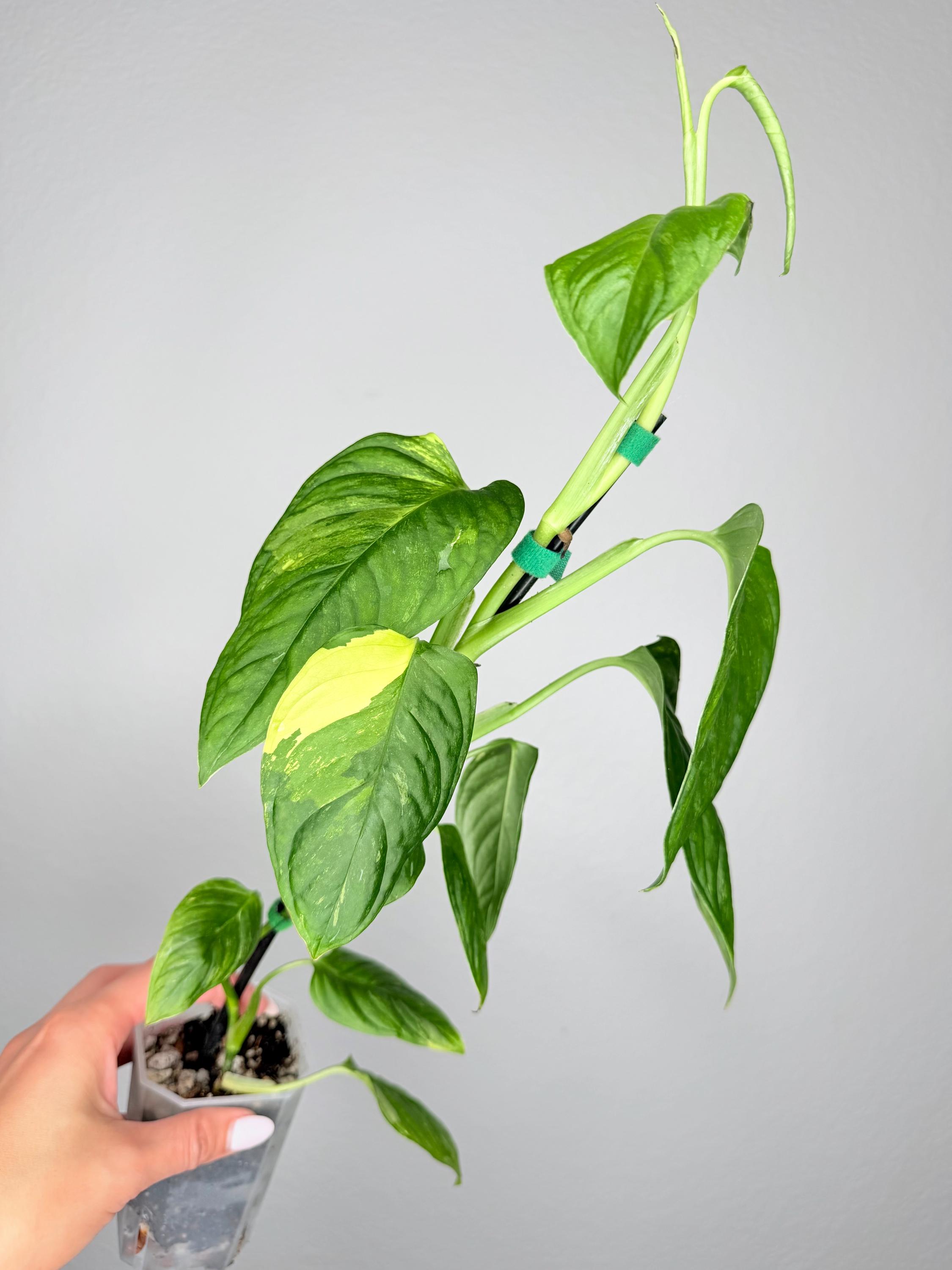 Philodendron Obliqua - Etsy