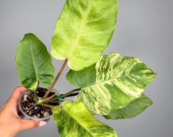Philodendron Jungle Fever x Snowdrift (FREE thermal insulation)