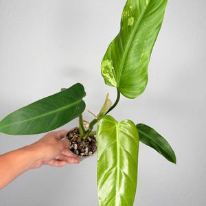 Squamiferum Variegated - Etsy