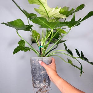 May include: A Philodendron plant with large, lobed, deep green leaves and a prominent variegated leaf featuring creamy white sections. The plant is housed in a translucent, cylindrical plastic nursery pot with visible roots extending from the bottom.