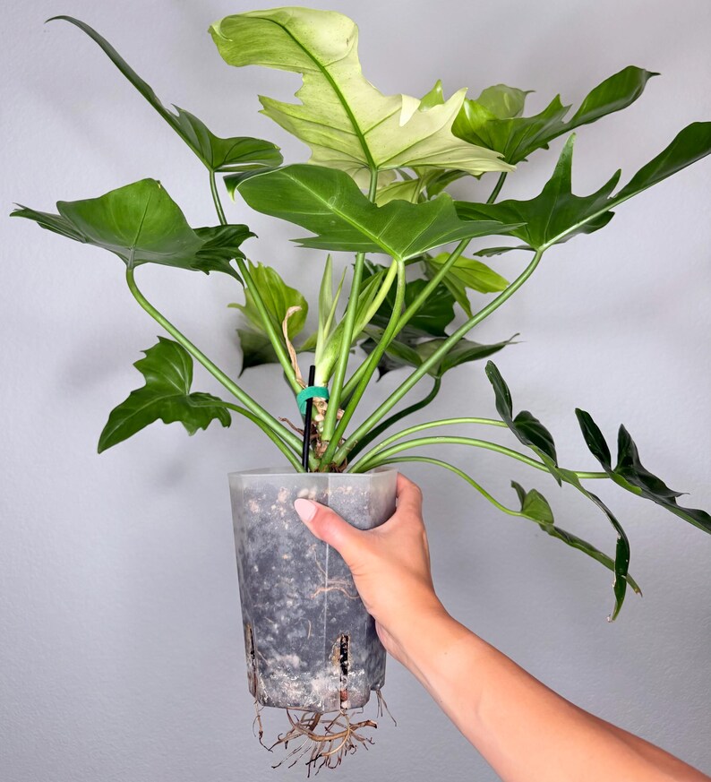 May include: A Philodendron plant with large, lobed, deep green leaves and a prominent variegated leaf featuring creamy white sections. The plant is housed in a translucent, cylindrical plastic nursery pot with visible roots extending from the bottom.