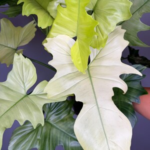 May include: A Philodendron plant featuring large, deeply lobed leaves with variegated patterns. The foliage displays a striking mix of creamy white, pale lime green, and deep forest green colors, with prominent veins running through each leaf.