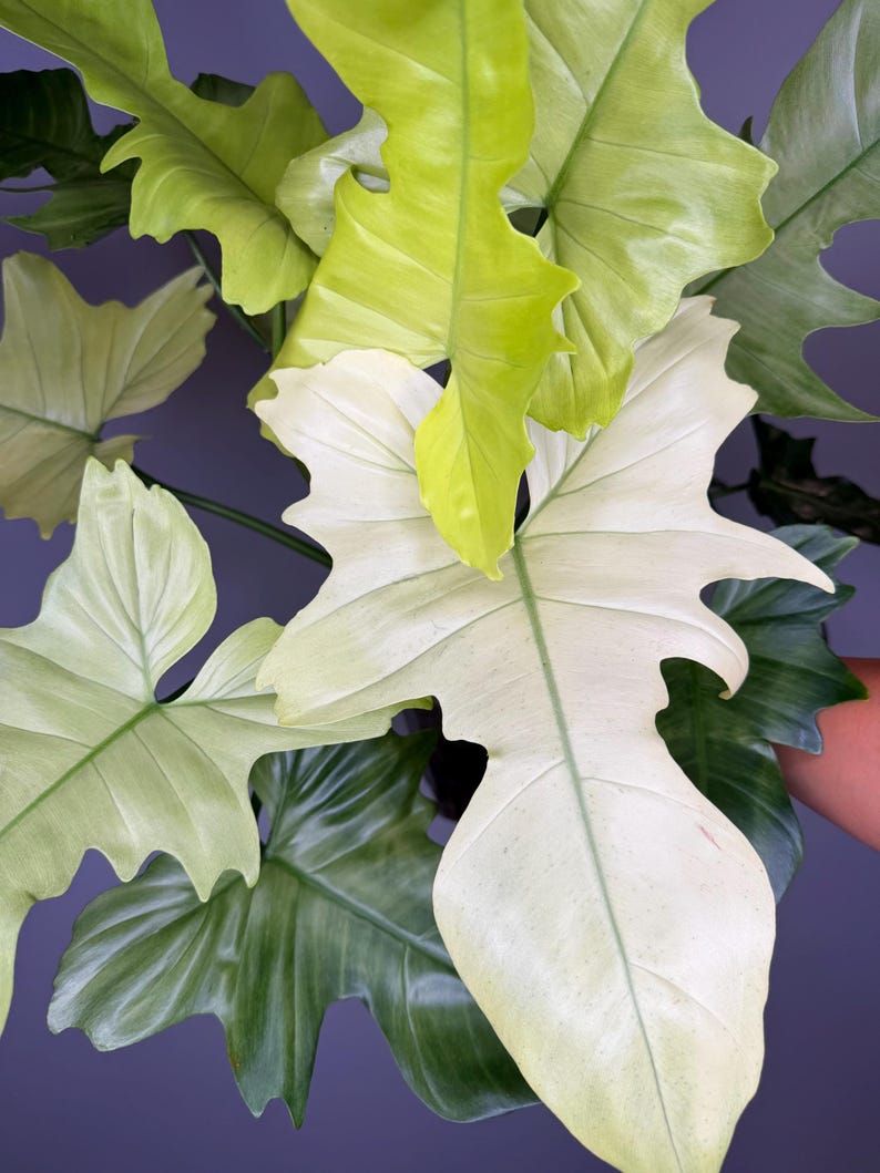 May include: A Philodendron plant featuring large, deeply lobed leaves with variegated patterns. The foliage displays a striking mix of creamy white, pale lime green, and deep forest green colors, with prominent veins running through each leaf.