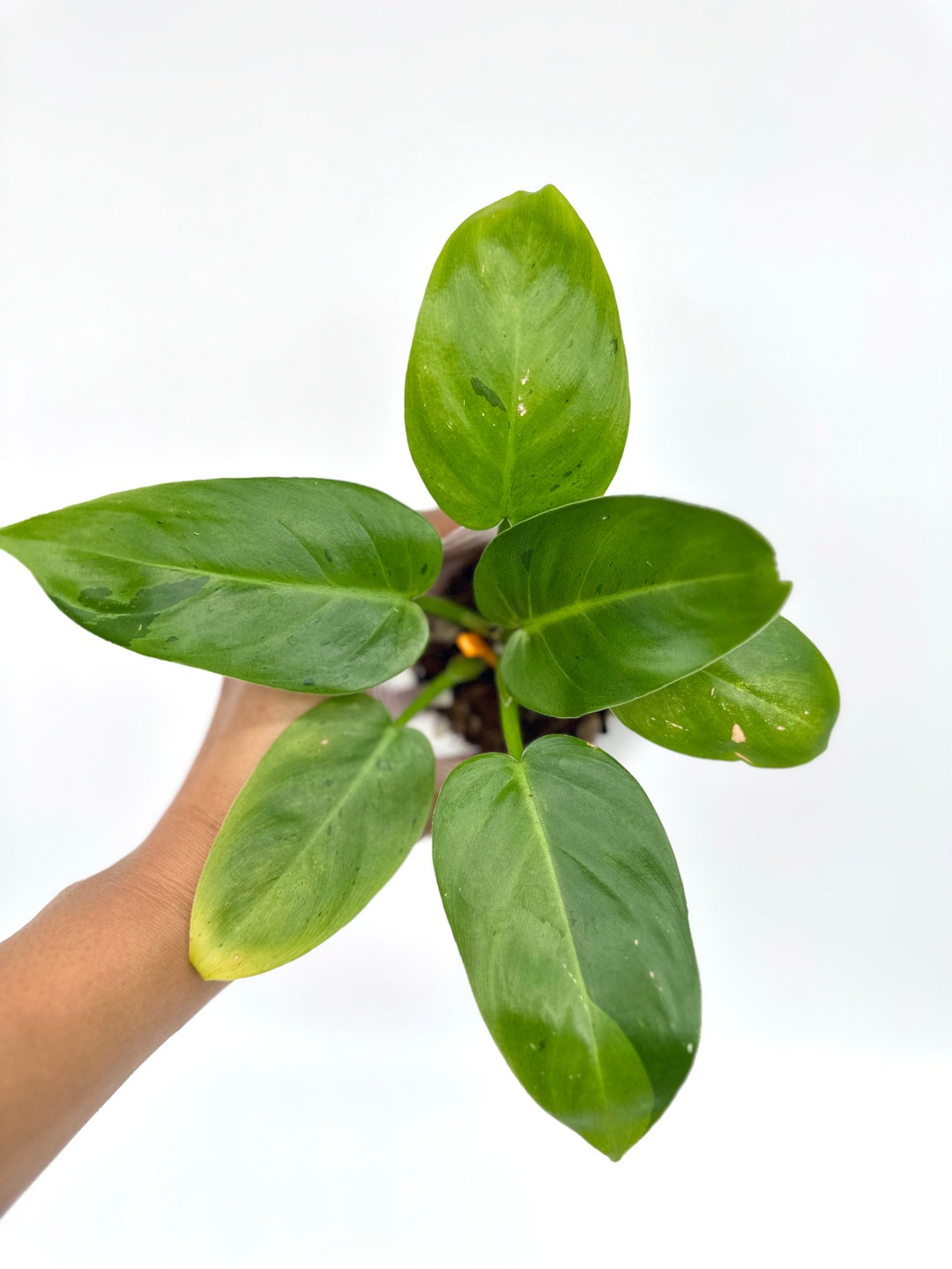 Philodendron Ruay Sap / Rui Sub FREE Thermal Insulation - Etsy