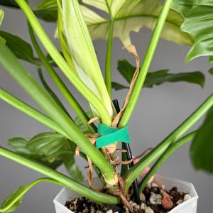 May include: A Philodendron plant with vibrant green leaves and a central pale green unfurling leaf. The stems are secured to a thin black support stake with a bright green velcro plant tie. The plant is potted in a clear hexagonal plastic container.