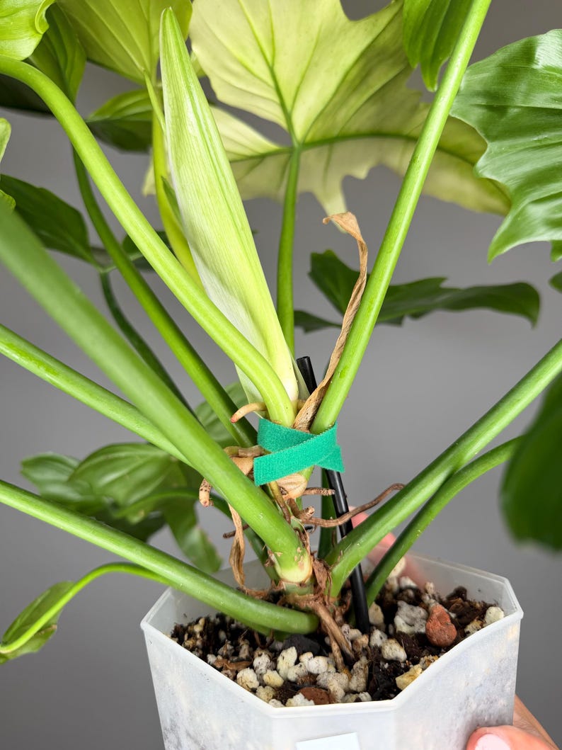 May include: A Philodendron plant with vibrant green leaves and a central pale green unfurling leaf. The stems are secured to a thin black support stake with a bright green velcro plant tie. The plant is potted in a clear hexagonal plastic container.