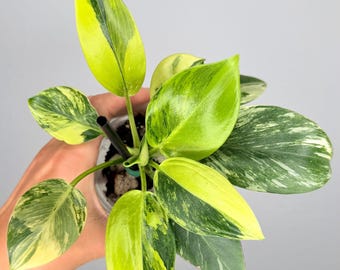 RARE Philodendron Birkin Aurea (FREE thermal insulation)