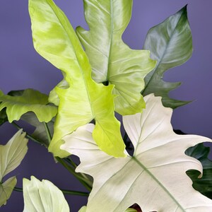 May include: A Philodendron plant featuring large, lobed leaves in varying shades of bright lime green, creamy white, and deep forest green. The foliage displays a distinct variegated pattern with prominent veins and smooth, glossy textures throughout.