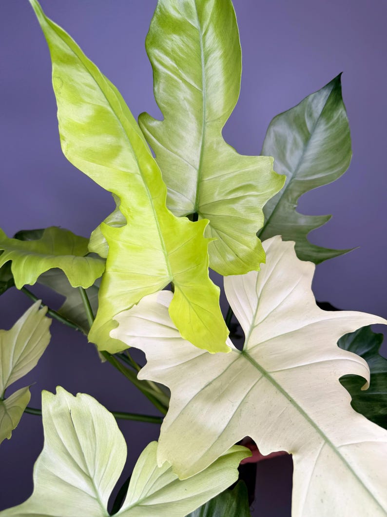 May include: A Philodendron plant featuring large, lobed leaves in varying shades of bright lime green, creamy white, and deep forest green. The foliage displays a distinct variegated pattern with prominent veins and smooth, glossy textures throughout.