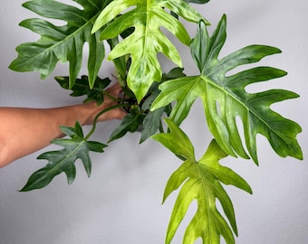 Philodendron Radiatum Variegated (FREE thermal insulation)
