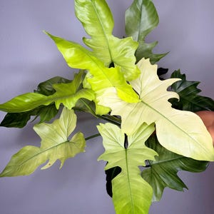 Huge Philodendron Golden Dragon Mint (FREE thermal insulation) image 1