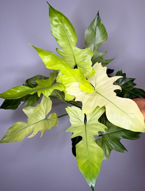 Huge Philodendron Golden Dragon Mint (FREE thermal insulation)