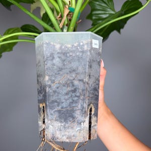 May include: A translucent, hexagonal plastic plant pot containing dark potting soil and visible roots. The pot features vertical drainage slits at the base, with roots extending through the bottom. A small white label with the text 0426 is attached.