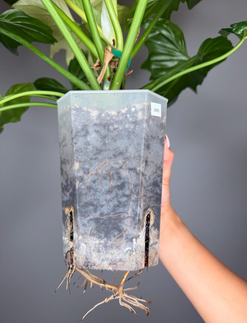 May include: A translucent, hexagonal plastic plant pot containing dark potting soil and visible roots. The pot features vertical drainage slits at the base, with roots extending through the bottom. A small white label with the text 0426 is attached.
