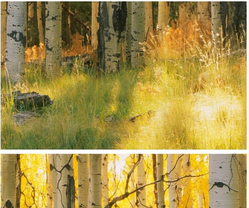 Oil Painting Effect Autumn Birches Trees Wallpaper Wall Mural - Etsy