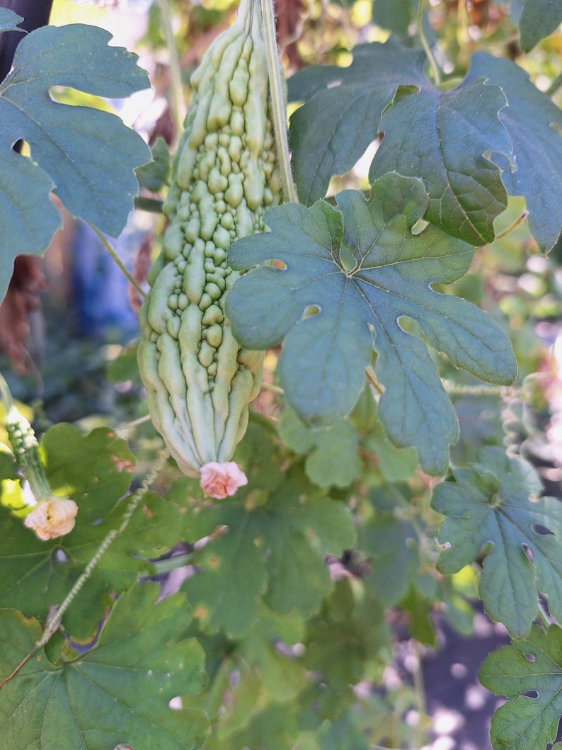 Healthy & Well Bitter Melon Gourd Alcohol Free Tincture Organic Nongmo
