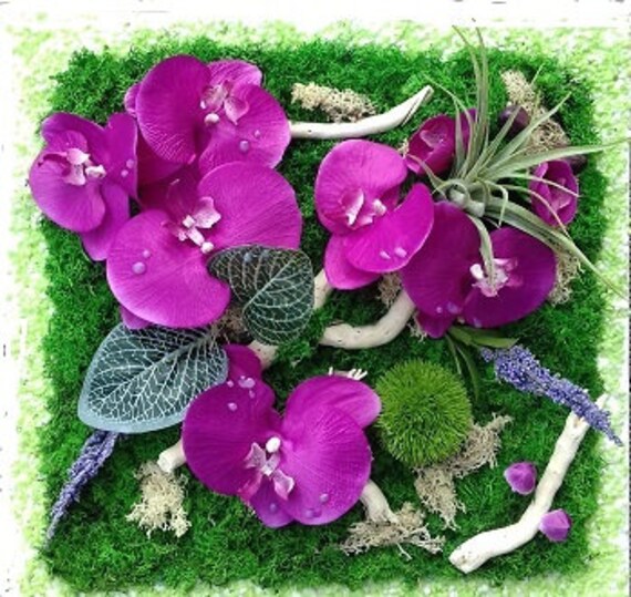 Orchidées sur La Mousse