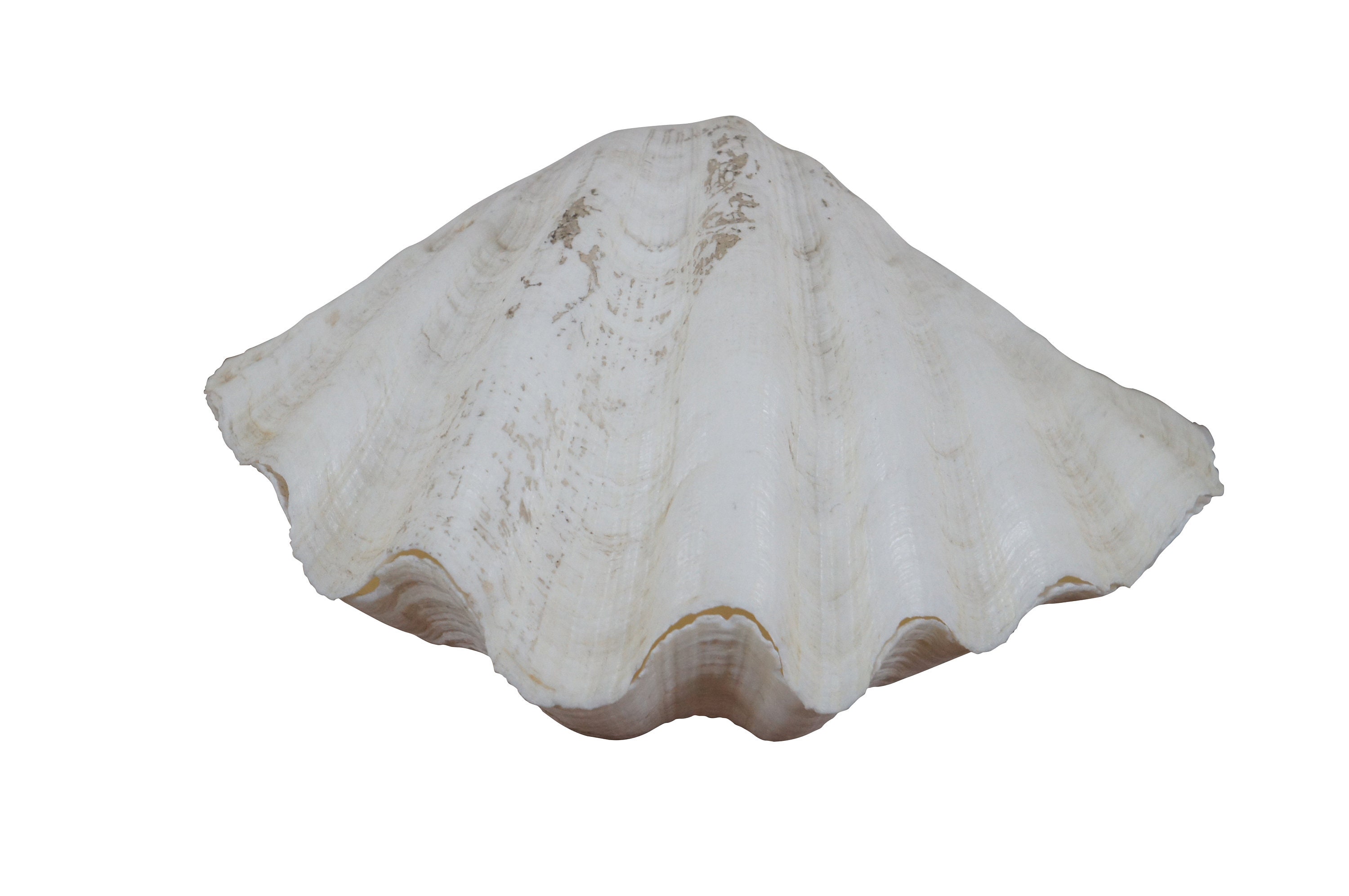 Tridacna Gigas, Rare Giant Clam Shell, 12 x 9 x 4 – Luxe Curations