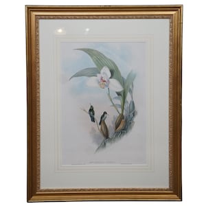 Antique John Gould Ornithological Myiabeillia Hummingbird Lithograph Print 29&quot;