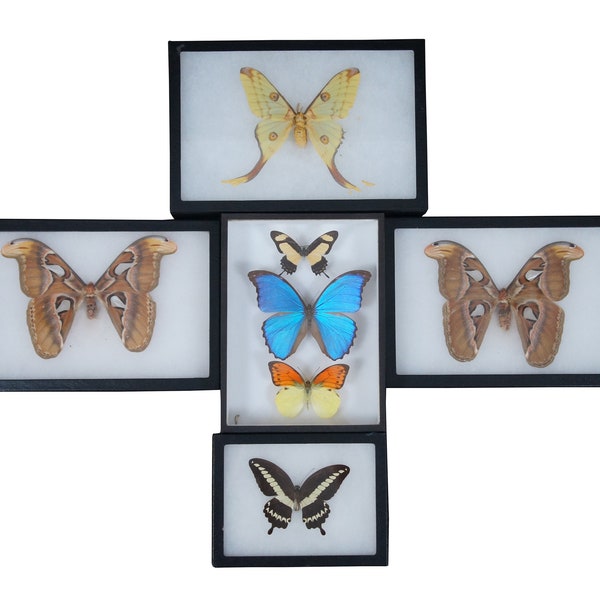 Lot of 5 Shadowbox Insect Moth Butterfly Taxidermy Specimen Display Boxes