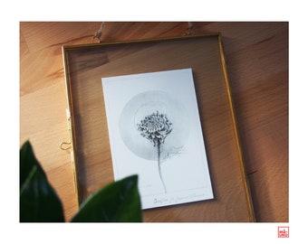Graphics "I.Japan" / Kiku Flower - Japanese Chrysanthemum