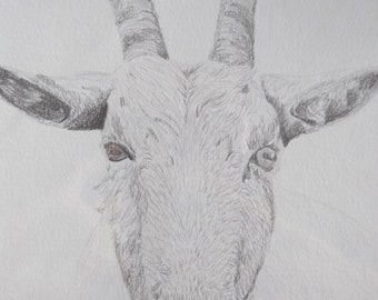 Goat Drawing - Drawing of a Goat - Goat Pencil Drawing