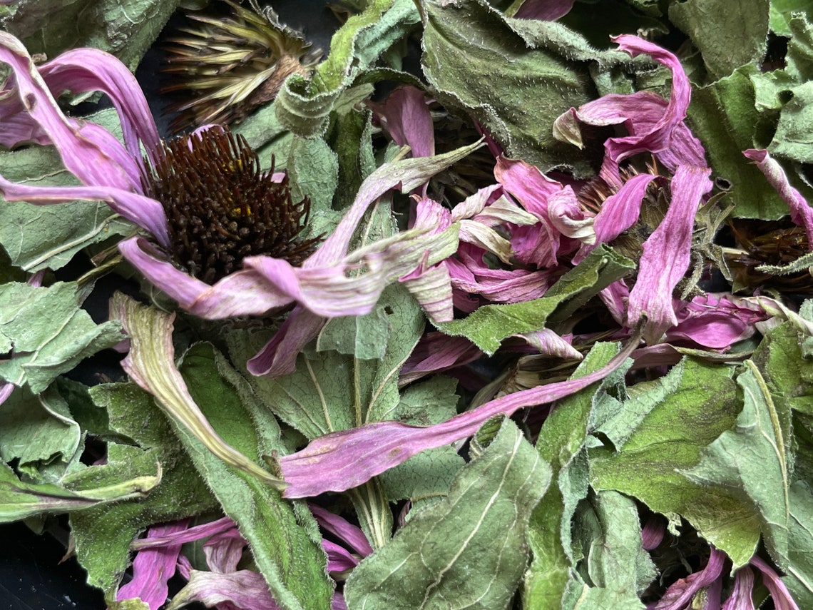 Purple coneflower tea jordbrilliant