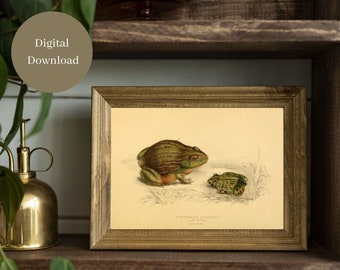 Vintage Frosch Digital Download Print Instant Natur Natur Geschichte