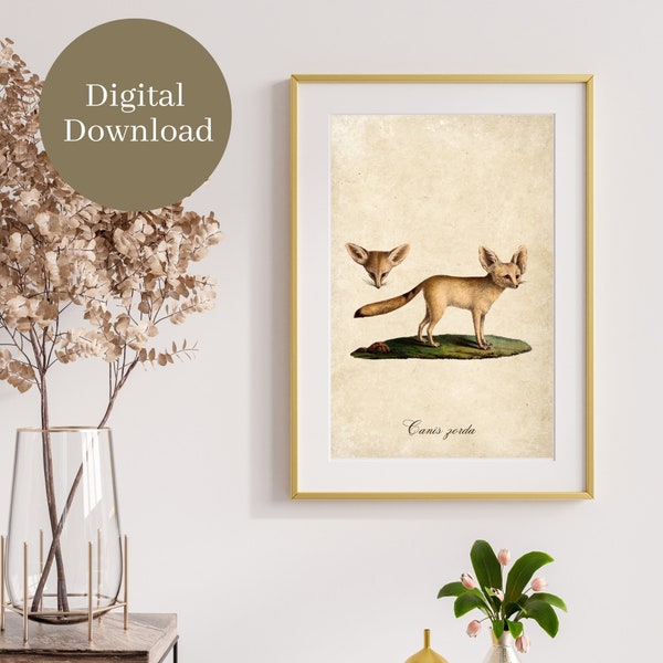 Fennec Fox Vintage Print Instant Digital Download Print Instant Nature Natural History Gallery Wall Art Decor