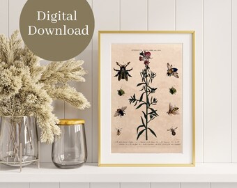 Antirrhinum Blume mit Bienen und Käfern Vintage Print Instant Digital Download Druck Instant Natur Naturgeschichte Galerie-Wand-Kunst-Dekor