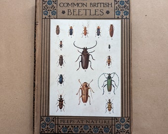 Britischer Käfer guckt in der Natur Vintage Buch, Naturgeschichte, Antiquar, Antik, Geschenk.