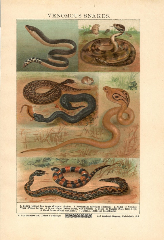 Venomous Snakes Vintage Book Page Print Old Lithograph