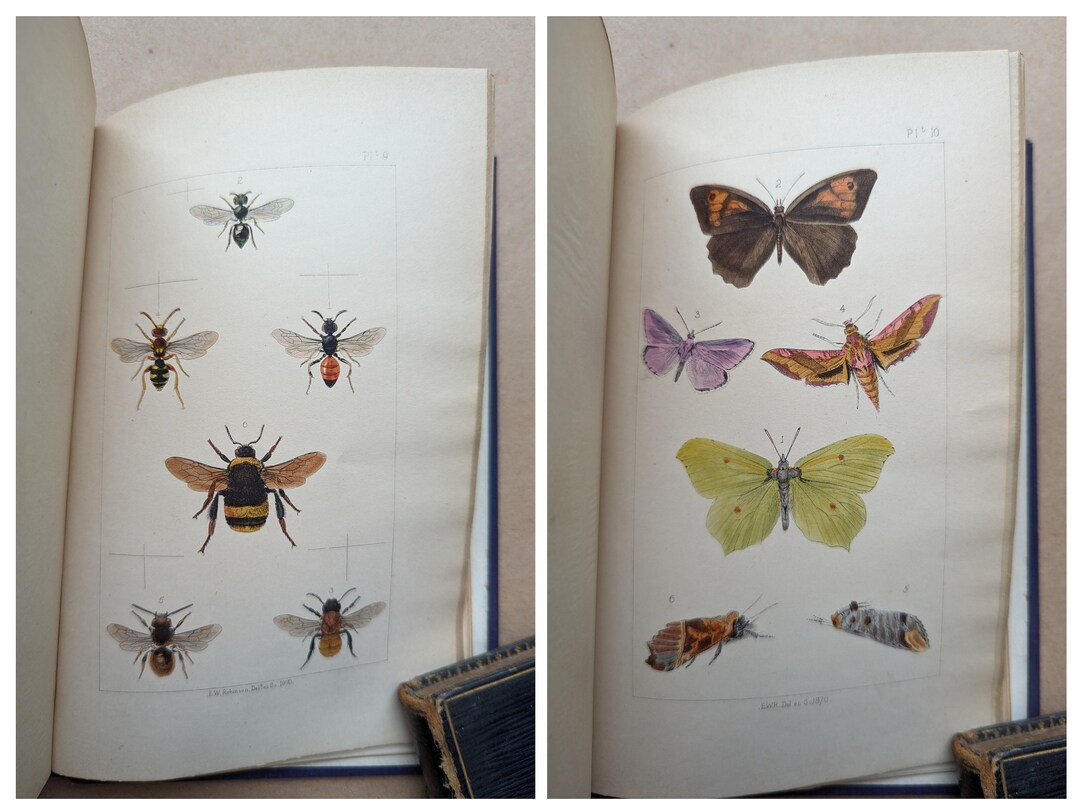 British Insects by Staveley Vintage Book, Natural History, Victorian ...
