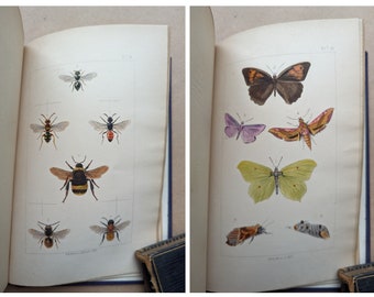 Britische Insekten von Staveley Vintage Buch, Naturgeschichte, viktorianisch, Antiquar, Antik, Geschenk, Natur.