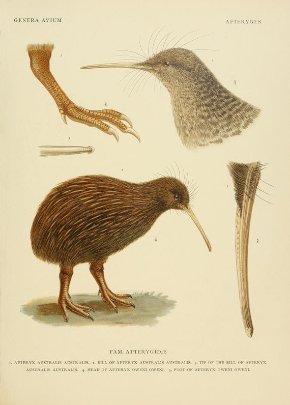 Ornithology New Zealand wildlife illustration Kiwi bird art print Antique animal wall art Vintage natural history painting Exotic birds