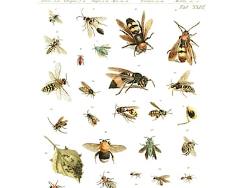 A3 Vintage Poster Insects Picture Bugs Beetles Grasshoppers Flies Ants Moths 