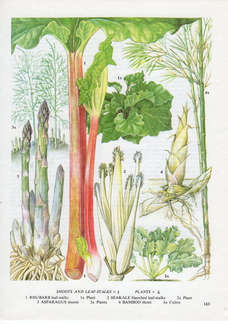 Rhabarber Spargel Vintage Buch Seite Botanik Pflanzen | Etsy