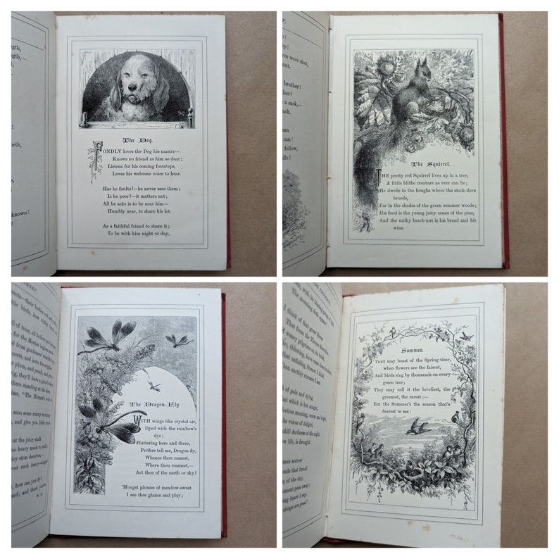 Lieder des Tierlebens Gedichte von Mary Howitt Vintage-Buch, Naturgeschichte, Natur, Antiquar, Antiquität, Geschenk. Bild 8