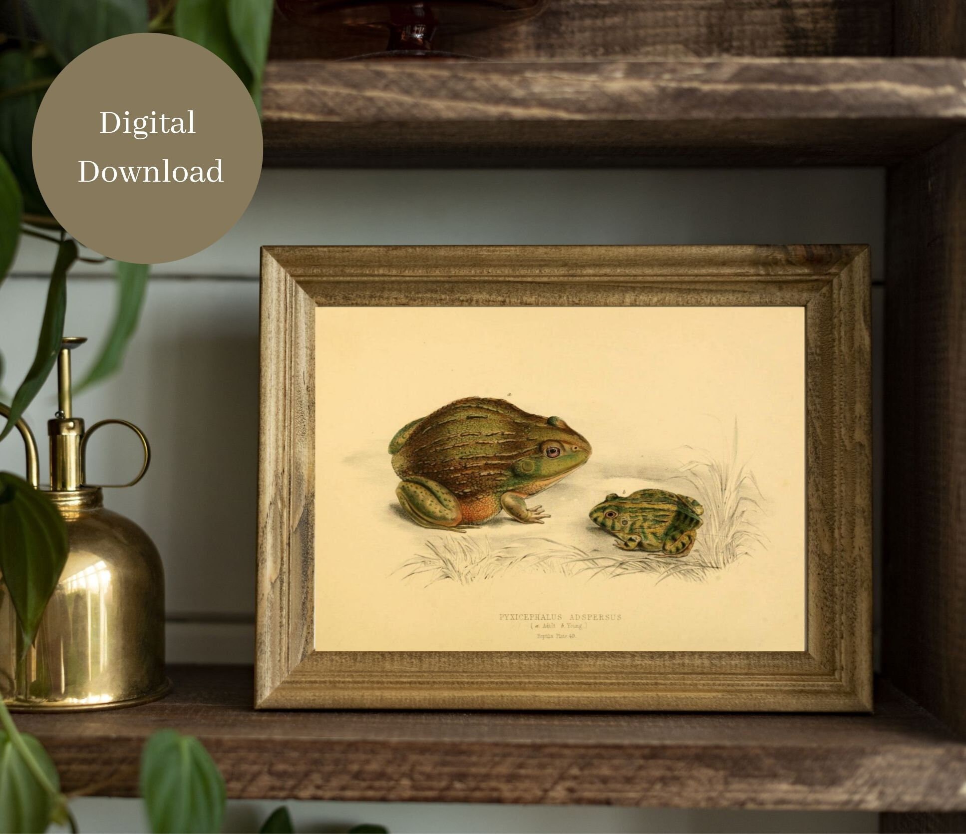 African bullfrog - Etsy 日本 African bullfrog - Etsy 日本