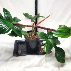 Philodendron Squamiferum