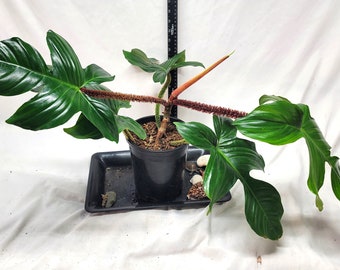 Philodendron Squamiferum