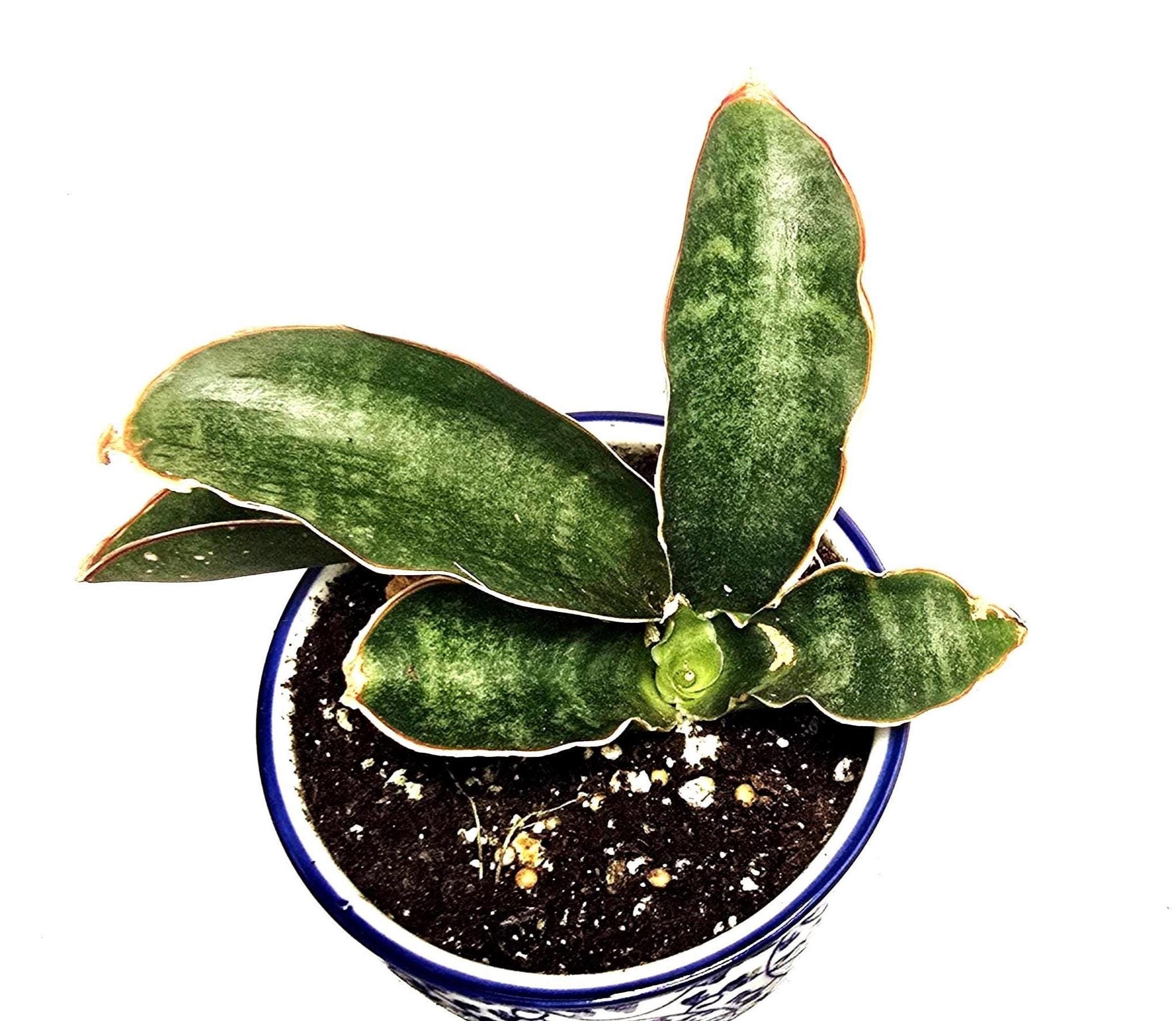 Sansevieria Dragon Wing - Etsy