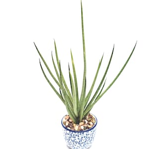 Sansevieria Gracilis Hybrid Silver