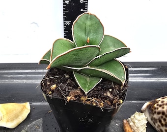Sansevieria Sinus-simiorum CG09 (p) | Rare Plants - Etsy