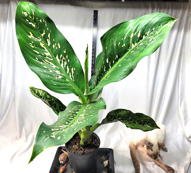 Evergreen/dieffenbachia Crocodile Plant Cane Plant | Etsy