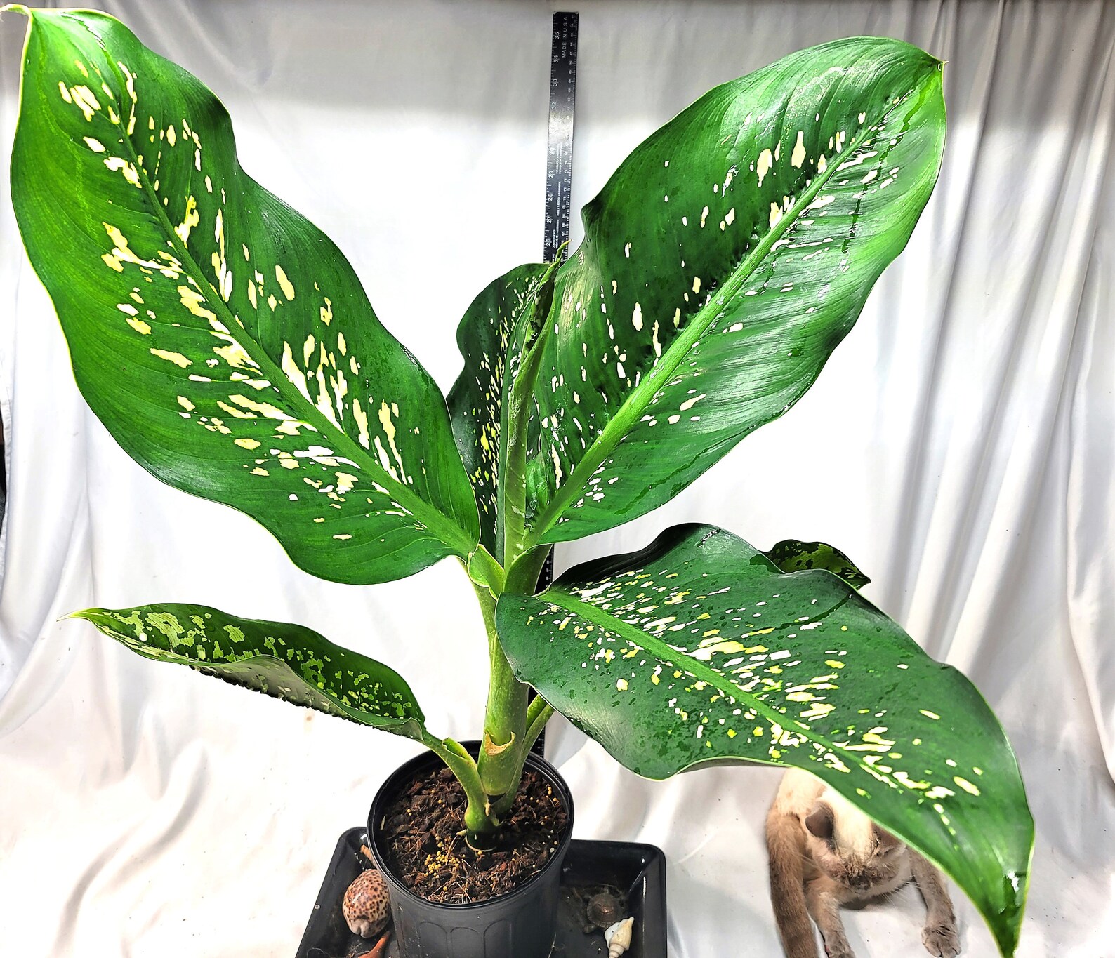Evergreen/dieffenbachia Crocodile Plant Cane Plant Etsy