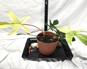 Philodendron Florida Ghost