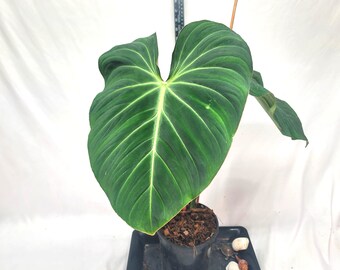 Philodendron Gloriosum