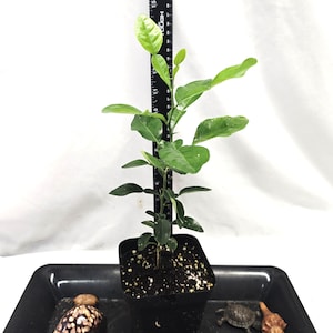 Kieffer Lime Plant, Makrut, Thai Kiefer Lime