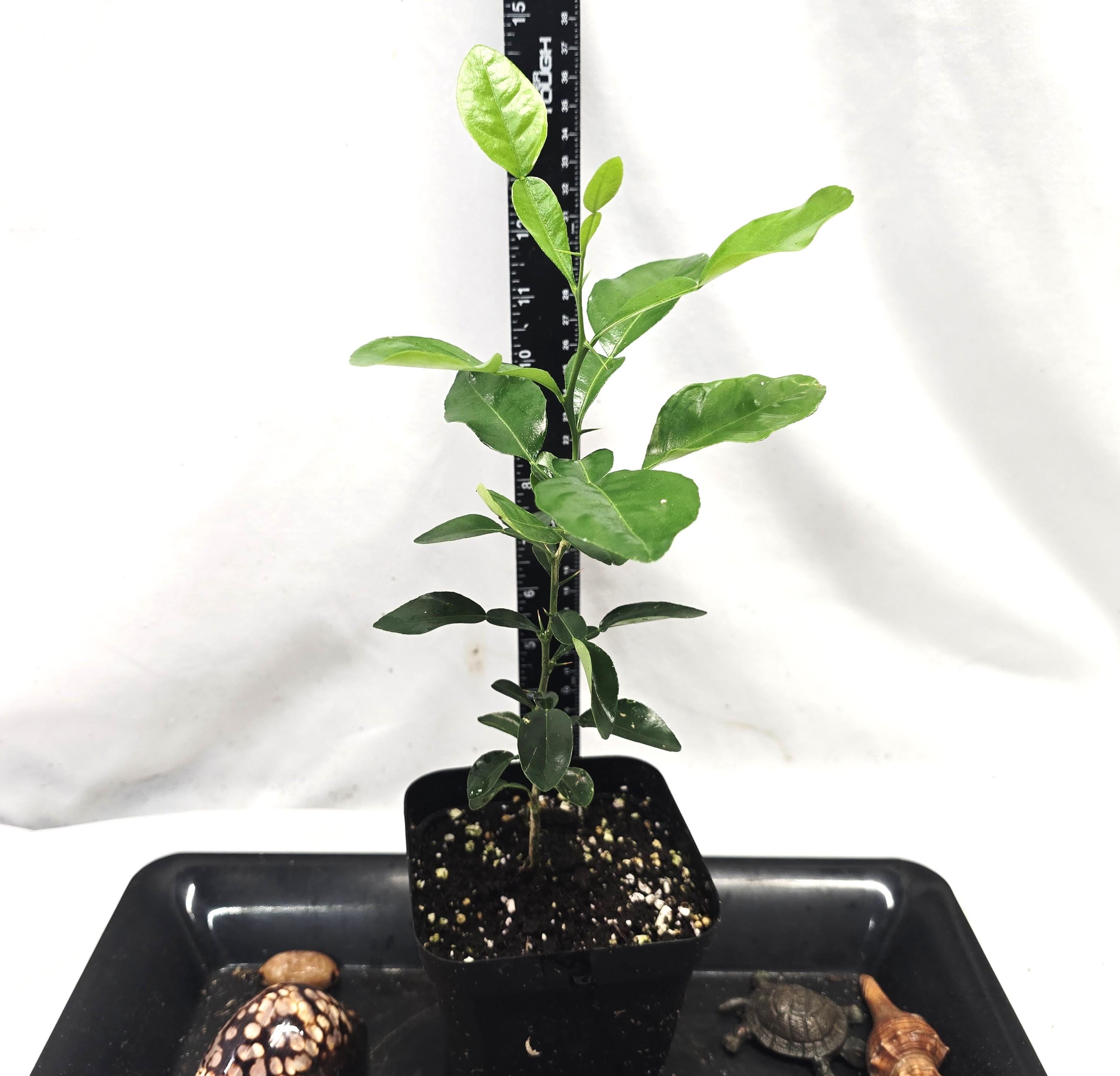 Kieffer Lime Plant, Makrut, Thai Kiefer Lime